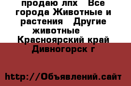 продаю лпх - Все города Животные и растения » Другие животные   . Красноярский край,Дивногорск г.